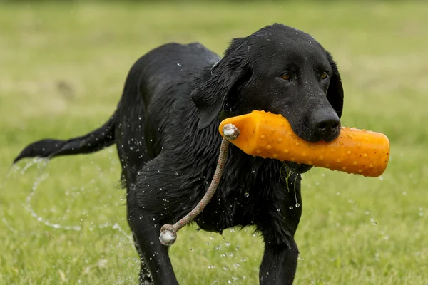 A Labrador Retriever being trained for hunting — Stock Photo, Image