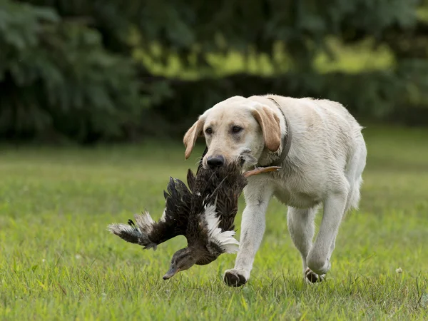 A Labrador Retriever being trained for hunting — Stock Photo, Image