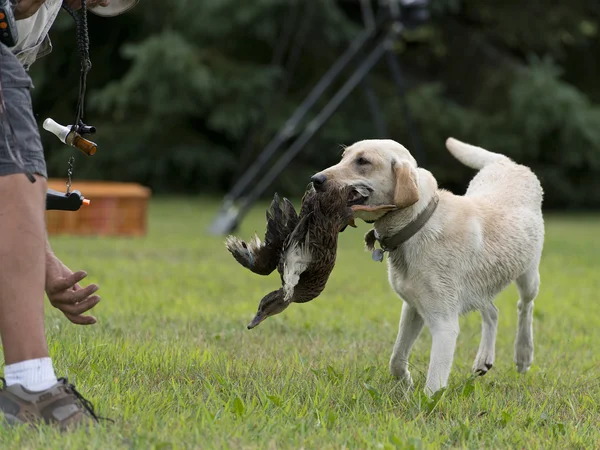 A Labrador Retriever being trained for hunting — Stock Photo, Image