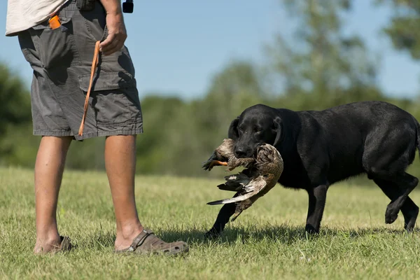 Labradorský retrívr školeni pro lov — Stock fotografie