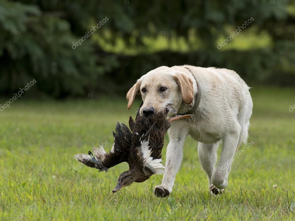 How To Train A Labrador Retriever For Hunting