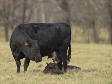 Bir kara Angus inek ve Dana bir Minnesota sığır çiftliğinde