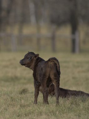 Bir kara Angus inek ve Dana bir Minnesota sığır çiftliğinde