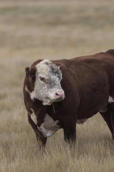 Gran toro de Hereford —  Fotos de Stock