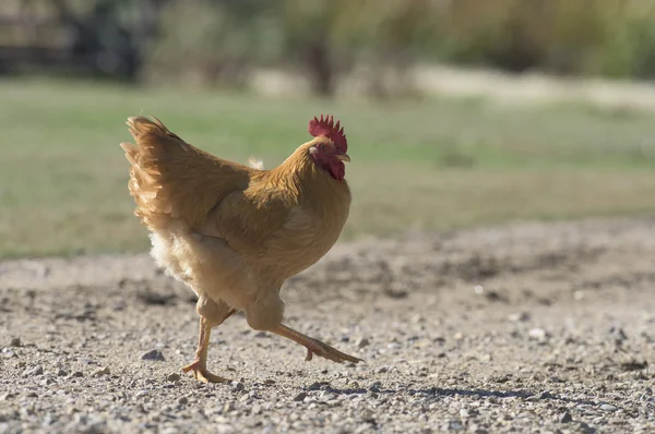 Organische vrije uitloop kip — Stockfoto