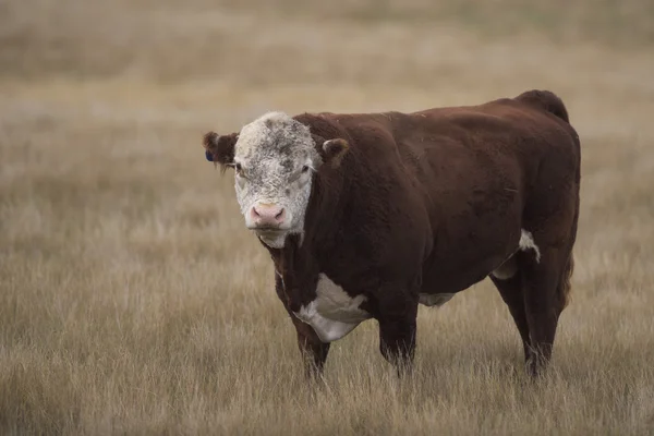 Dużych Hereford Bull — Zdjęcie stockowe
