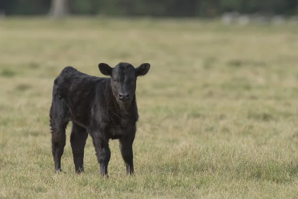 Una vaca negra Angus y ternera en una granja de carne de Minnesota —  Fotos de Stock