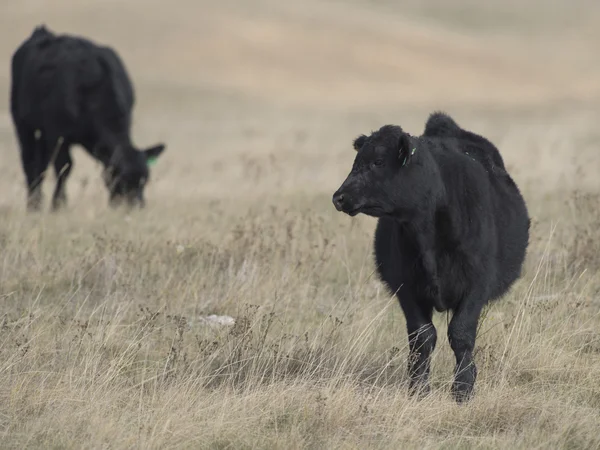 Un bétail Angus noir sur une ferme du Minnesota — Photo