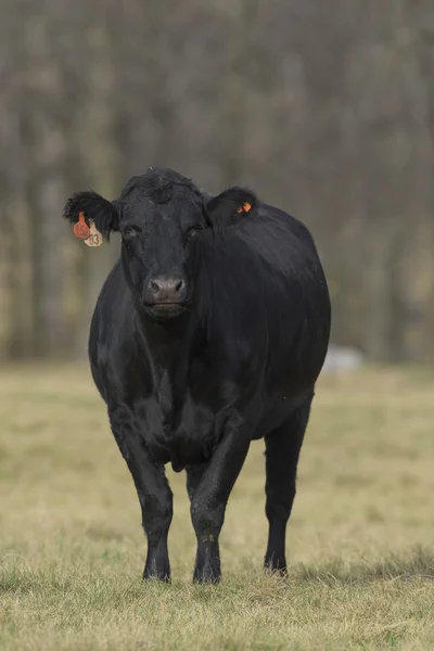 Un ganado negro Angus en una granja de Minnesota — Foto de Stock
