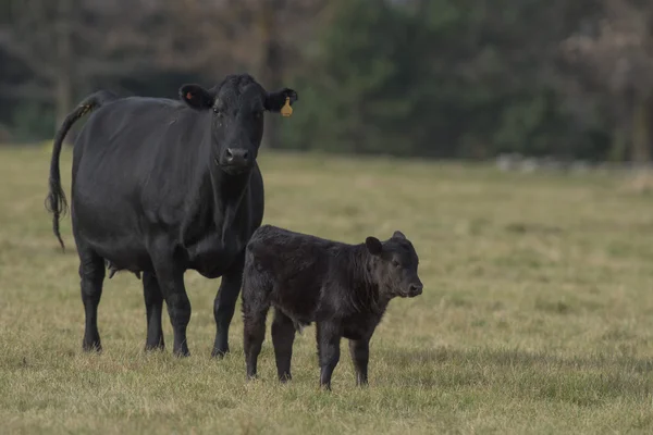Une vache Angus noire et un veau dans une ferme bovine du Minnesota — Photo