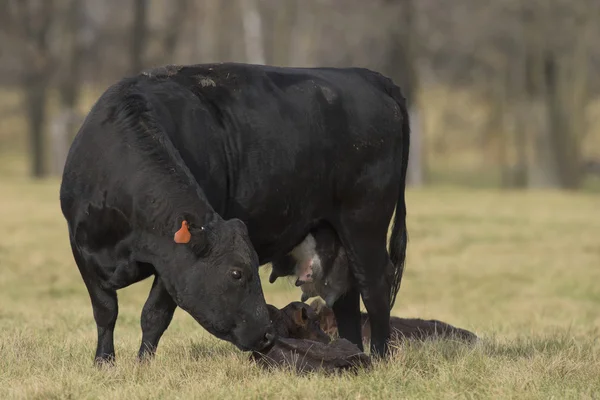 Uma vaca preta de Angus e o bezerro em uma fazenda da carne de Minnesota — Fotografia de Stock