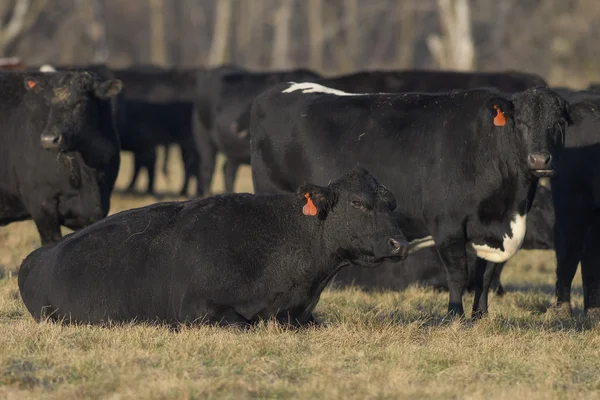 Un ganado negro Angus en una granja de Minnesota — Foto de Stock