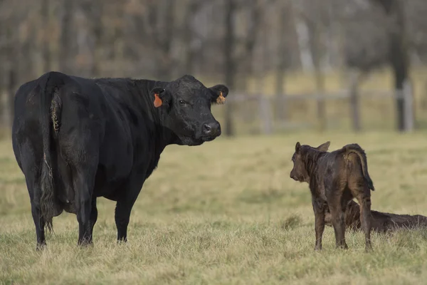 Корова и теленок Чёрного Ангуса на мясной ферме Миннесоты — стоковое фото