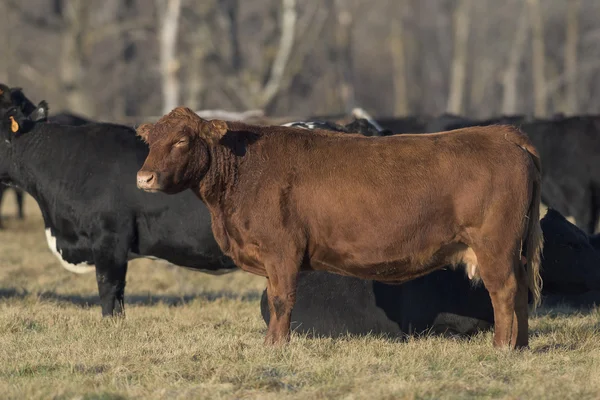 Бычий скот Красного Ангуса на ранчо Миннесота — стоковое фото