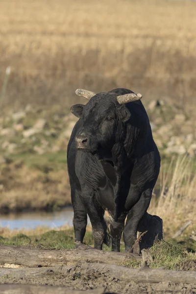 Big Mean Black Bull — Stock Photo, Image