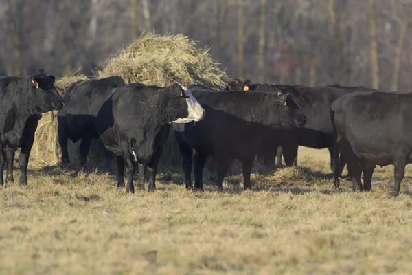 Un bestiame Black Angus in una fattoria del Minnesota — Foto Stock