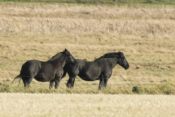 Black Draft Horses — Stock Photo, Image