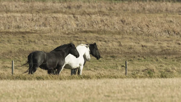 Black Draft Horses — Stock Photo, Image