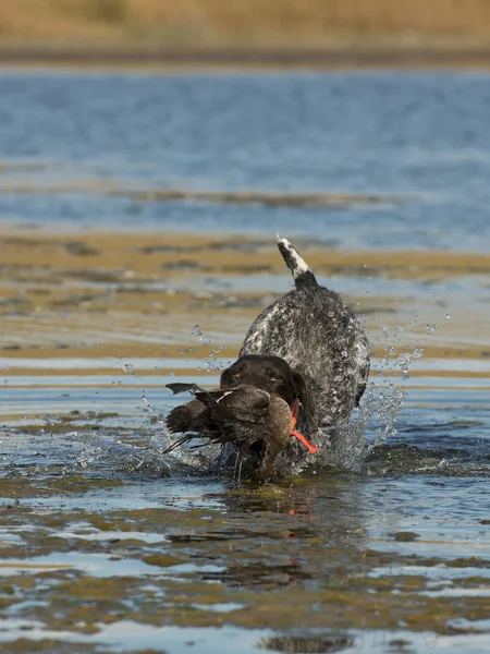 Um alemão Wirehaired Retriever com um pato — Fotografia de Stock