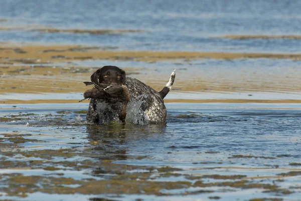 En tysk Strävhåriga Retriever med en anka — Stockfoto