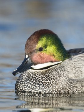 Suda yüzen bir Drake Falcated ördek