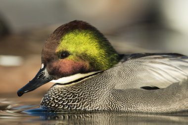 Suda yüzen bir Drake Falcated ördek