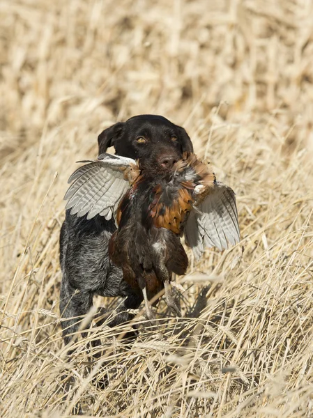 Un chien de chasse avec un faisan de coq — Photo