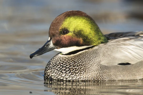 A Drake Falcated duck swimming in the water — Stock Photo, Image