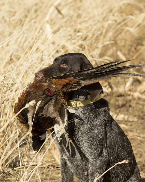 A hunting dog retrieving a Rooster Pheasant — Stock Photo, Image