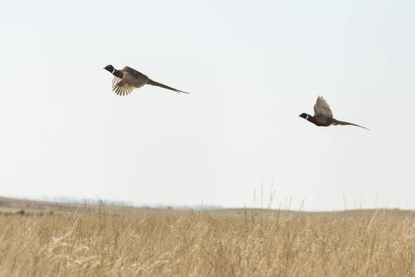 Flying Pheasants over the prairie in North Dakota — Stock Photo, Image
