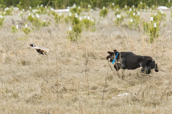 Cão de caça perseguindo um faisão galo — Fotografia de Stock