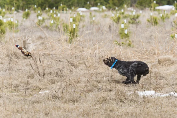Охотничья собака преследует петуха-фазана — стоковое фото