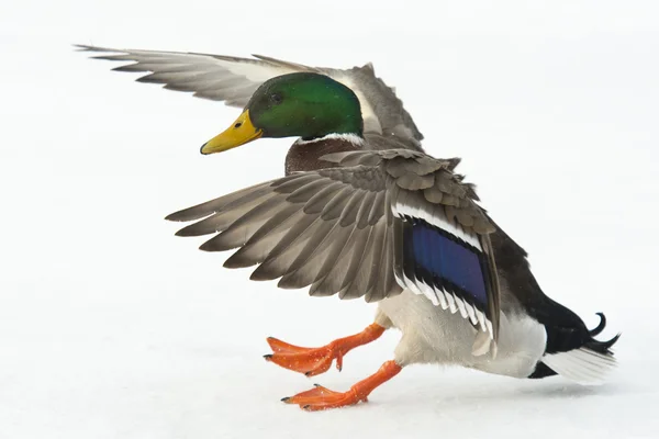 Landing Mallard Duck — Stock Photo, Image
