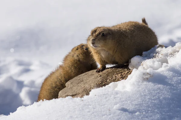 Prairie honden in de winter — Stockfoto