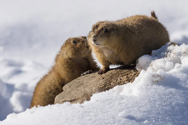 Prairie Dogs in the winter — Stock Photo, Image