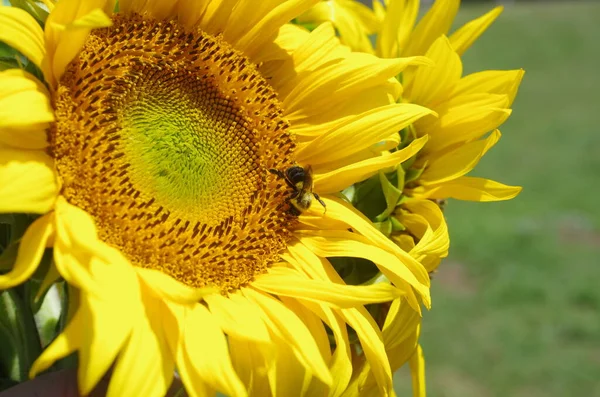 Girasole Con Ape Bolla Determinata — Foto Stock