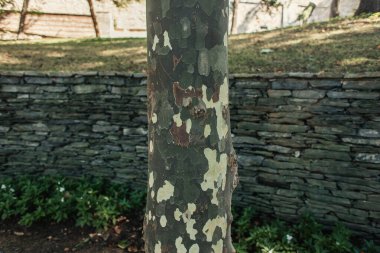 Close up view of textured bark of tree outdoors  clipart