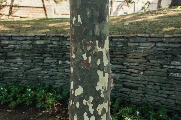 Zavřít Pohled Texturovanou Kůru Stromu Venku — Stock fotografie