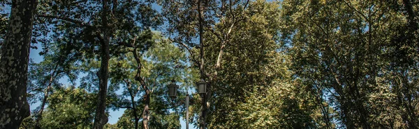 Lantern and trees with blue sky at background, banner 