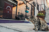 Kočka bez domova sedící na schodech na městské ulici v Istanbulu