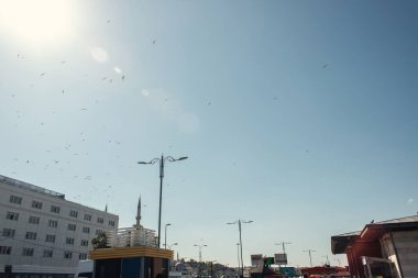 İstanbul, Türkiye 'de kentsel caddenin üzerinde uçan kuşların düşük açılı görüntüsü 