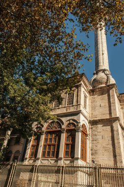 Mihrimah Sultan Camii 'nin çiti yakınındaki ağaç, İstanbul, Türkiye 