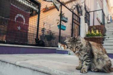 İstanbul 'da sokak merdivenlerinde oturan evsiz bir kedi.