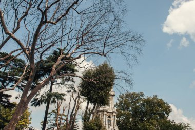 Trees near Clock Tower Dolmabahce in Istanbul, Turkey  clipart