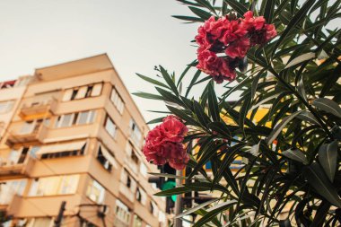 Bulanık arka planda binalar bulunan çiçek açan santralin düşük açılı görüntüsü, İstanbul ve Türkiye 