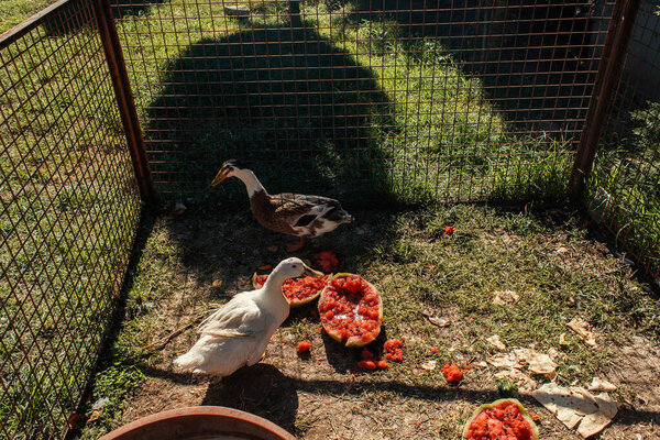 Ducks standing near watermelon in hedge on grass 