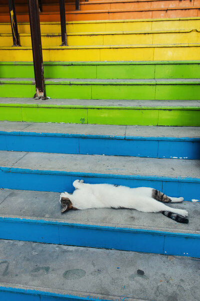Бездомный кот лежит на красочной лестнице на открытом воздухе 