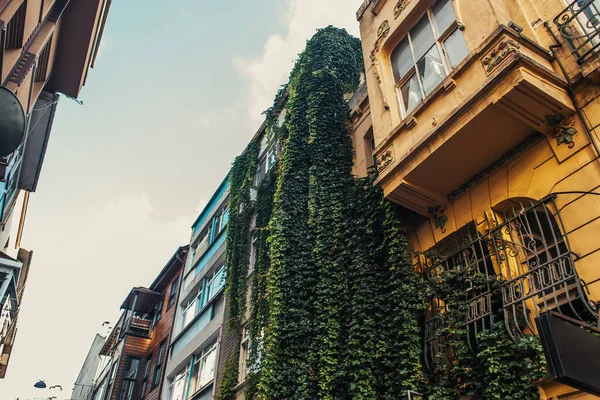Low angle view of hanging down plants on facade of building, Istanbul, Turkey