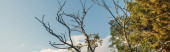 Alacsony szög kilátás száraz ágak fa ég a háttérben, banner 