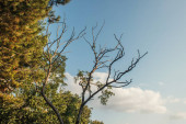 Alacsony szög kilátás száraz ágak fa ég a háttérben 